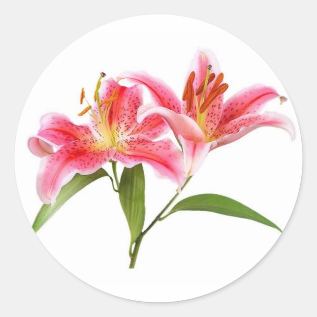 Adesivo Redondo lily de tigre rosa - personalizável (Frente)