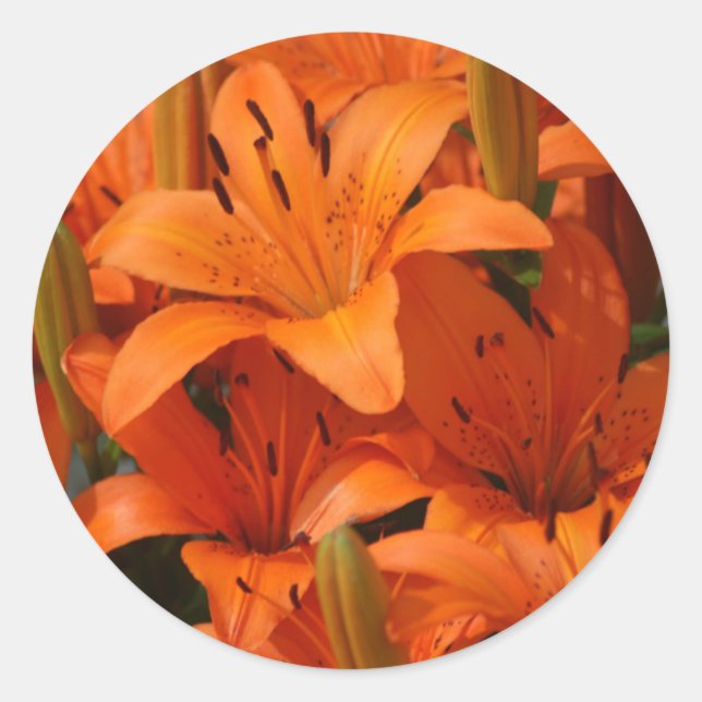 Adesivo Redondo Lily Envelope Selos (Frente)