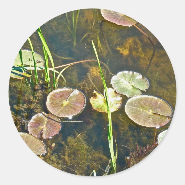 Adesivo Redondo Lily Pads Sticker (Frente)