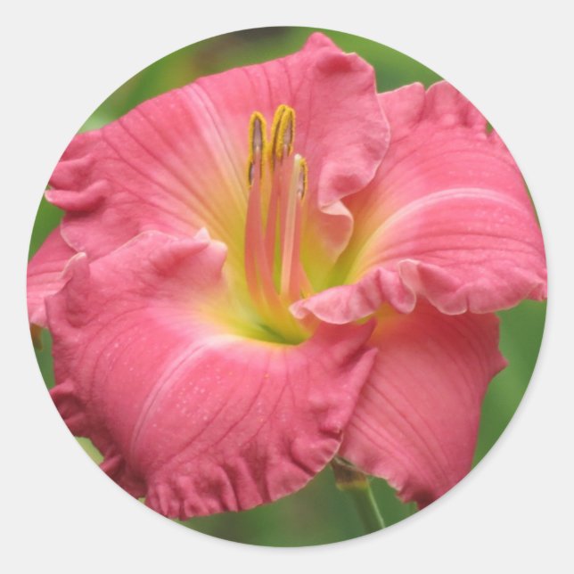 Adesivo Redondo Lily Rosa - Daylily (Frente)