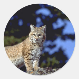 Adesivo Redondo Lince