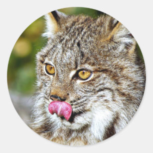 Adesivo Redondo Lince canadense - lambendo suas costeletas