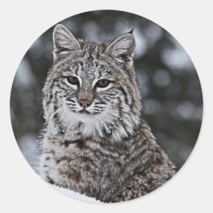 Adesivo Redondo Lince na neve