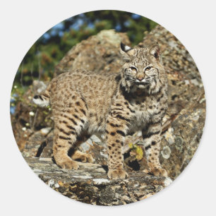 Adesivo Redondo Lince nas rochas