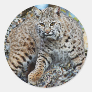 Adesivo Redondo Lince nas rochas