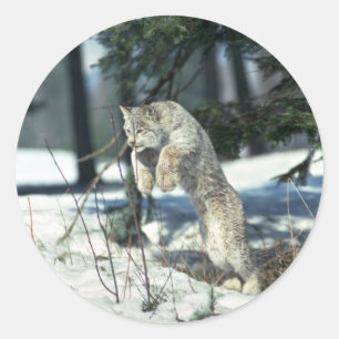 Adesivo Redondo Lince que pula, limitando na neve