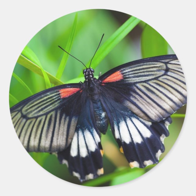Adesivo Redondo Linda borboleta negra, branca e vermelha (Frente)