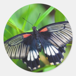 Adesivo Redondo Linda borboleta negra, branca e vermelha