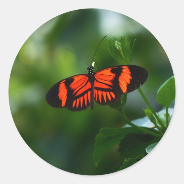 Adesivo Redondo Linda borboleta vermelha e negra (Frente)