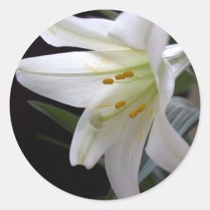 Adesivo Redondo Linda flor de lírio de Páscoa branca pura em preto