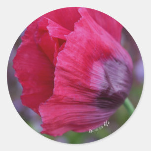 Adesivo Redondo Linda Flor de Papoula Rosa e Roxa