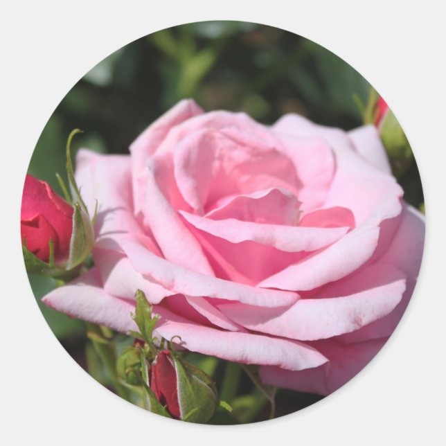 Adesivo Redondo linda flor rosa rosa perfeita e foto de botões (Frente)