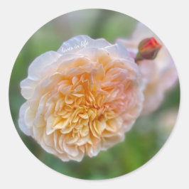 Adesivo Redondo Linda Linda Rosa