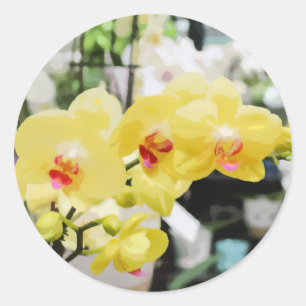 Adesivo Redondo Linda pintura de Flor Orquídea Tropical Amarela