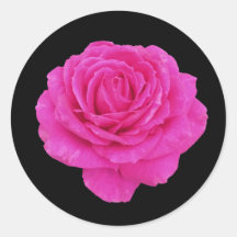 Linda rosa rosa