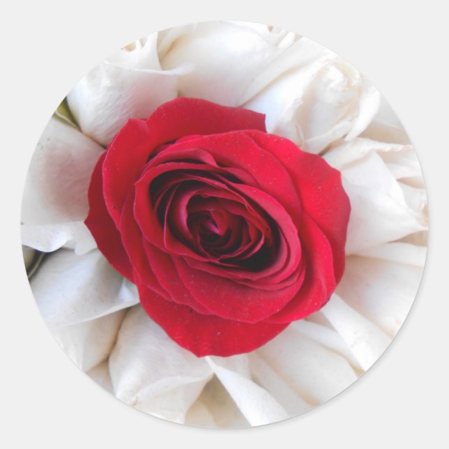 Adesivo Redondo Lindegren (Frente)