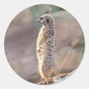Adesivo Redondo Lindo Pequeno Animal Suricata Natureza Vida Selvag