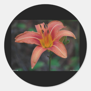 Adesivo Redondo Lindos Artigos e Presentes de Hemerocallis Cor de