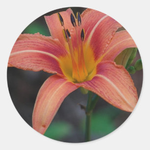 Adesivo Redondo Lindos Artigos e Presentes de Hemerocallis Cor de