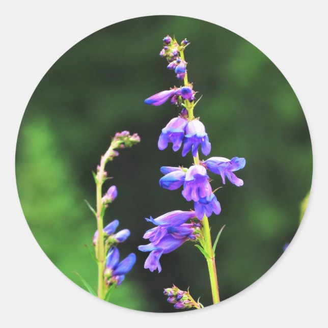 Adesivo Redondo Lindos flores roxas em sangue no Canadá (Frente)