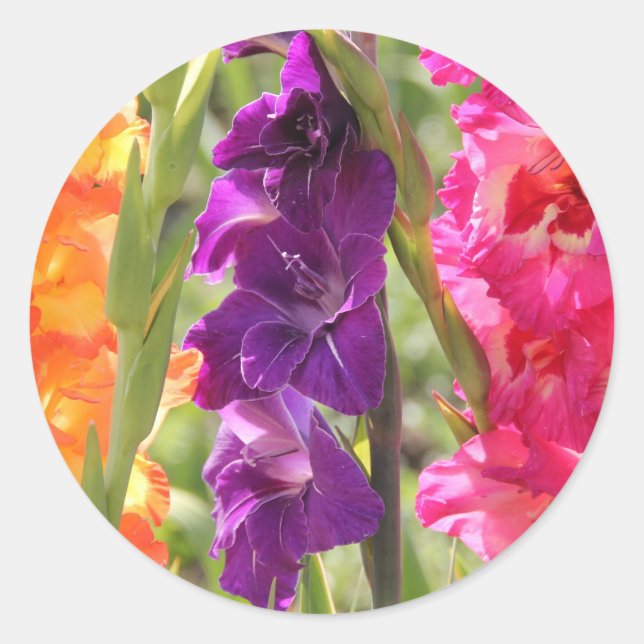 Adesivo Redondo Lindos Gladiolus Blooms (Frente)