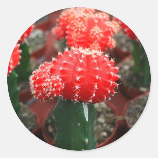 Adesivo Redondo Linha De Vinheta De Cactus (Frente)