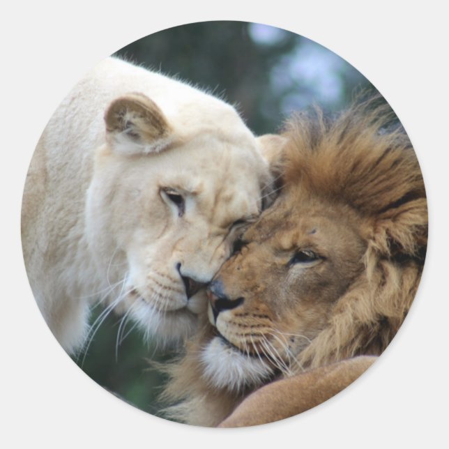 Adesivo Redondo Lion e Lioness Nuzzling (Frente)
