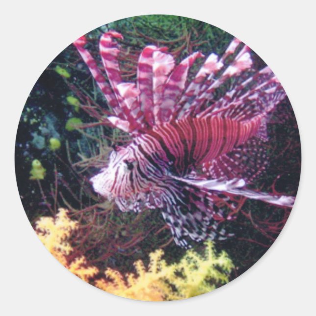 Adesivo Redondo Lion Fiji (Frente)