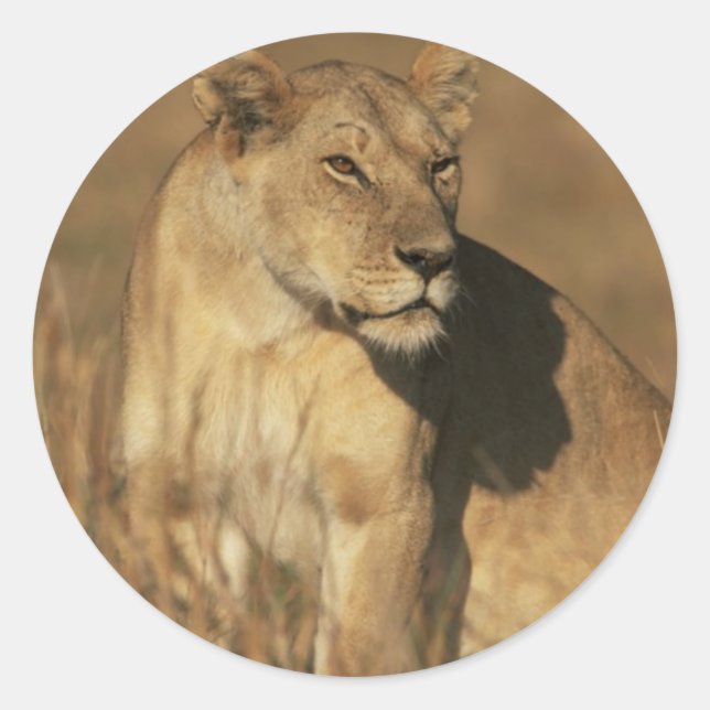 Adesivo Redondo Lioness Camouflaged (Frente)