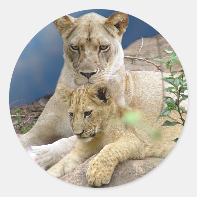 Adesivo Redondo Lioness e Cub Sticker (Frente)