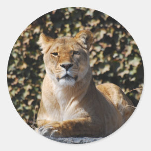Adesivo Redondo Lioness Sticker