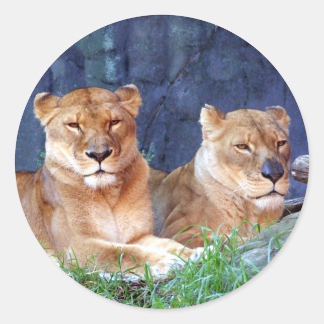 Adesivo Redondo Lioness Sticker (Frente)
