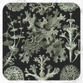 Adesivo Redondo Líquen por Ernst Haeckel, Plantas da Natureza Vint