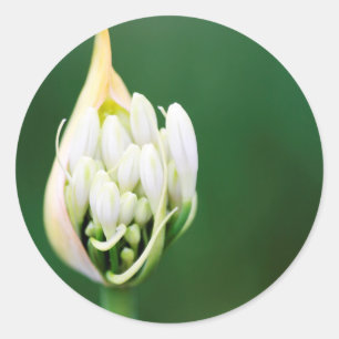 Adesivo Redondo Lírio Africano, Agapanthus Praecox, Cidade do Cabo