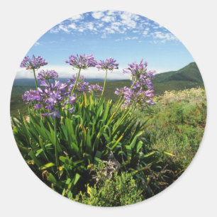 Adesivo Redondo Lírio Africano (Agapanthus praecox), Mossel Bay