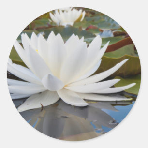 Adesivo Redondo Lírio de Água Fragrante (Nymphaea Odorata) no Cadd