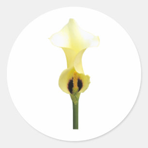 Adesivo Redondo Lírio de Calla amarelo