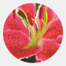 Adesivo Redondo Lírio do Gazer da estrela