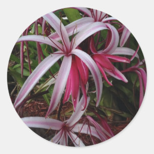 Adesivo Redondo Lírio roxo de Crinum da rainha Emma