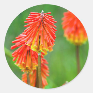 Adesivo Redondo Lírio Tocha (Kniphofia Uvaria), Cabo Ocidental