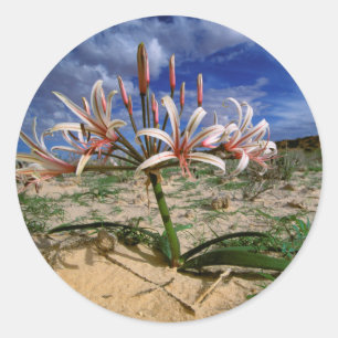 Adesivo Redondo Lírio Vlei (Nerine Laticoma) em Flor