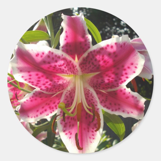 Adesivo Redondo Lírios cor-de-rosa flores tropicais cor-de-rosa fl (Frente)