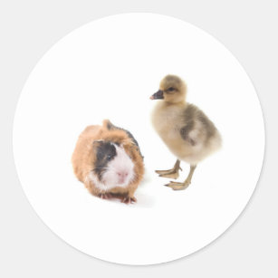 Adesivo Redondo little goose and guinea pig