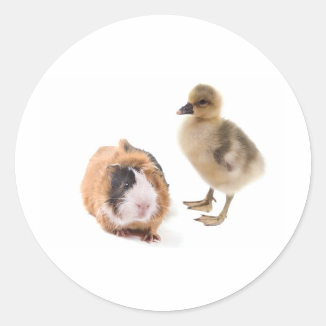 Adesivo Redondo little goose and guinea pig (Frente)