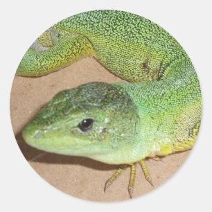 Adesivo Redondo Lizard Sticker