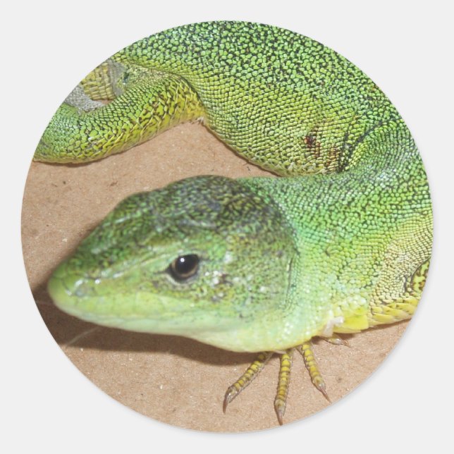 Adesivo Redondo Lizard Sticker (Frente)