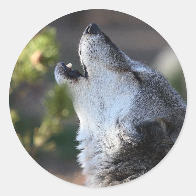 Adesivo Redondo lobo (Frente)