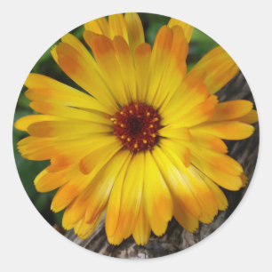 Adesivo Redondo log marigold on