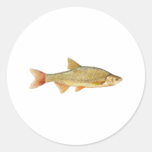 Adesivo Redondo Logotipo do peixe do género Notropis dourado