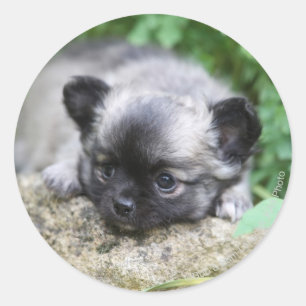 Adesivo Redondo Long Haired Chihuahua Puppy